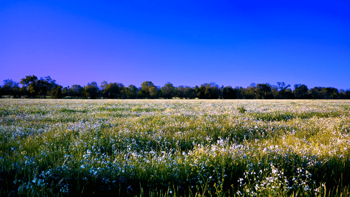 A flowering field beneath a vivid blue sky